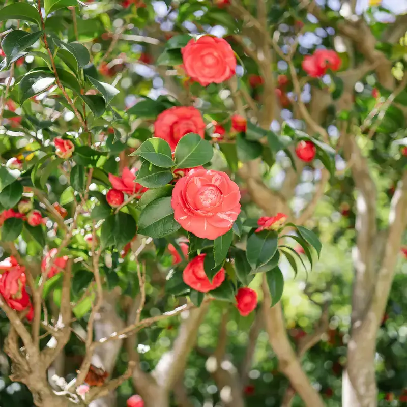 Camelia rossa in fiore nel giardino elegante