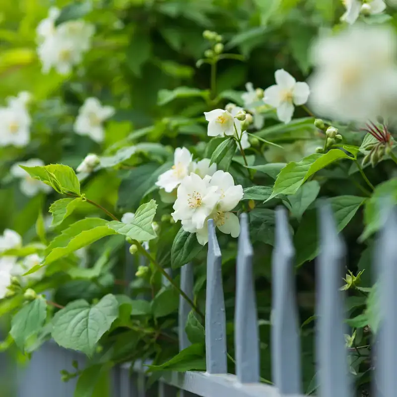 Rose bianche in fiore dietro una recinzione grigia
